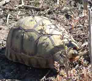 Tortoise